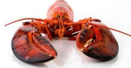 Philadelphia Lobster