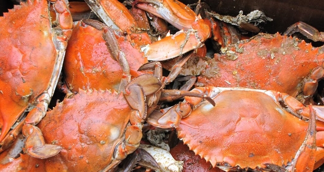 Crabs Eat