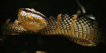 Coiled in the Keystone: A Guide to Pennsylvania’s 3 Venomous Snakes