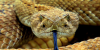 Coiled in the Countryside: A Guide to Ohio’s 3 Venomous Snakes
