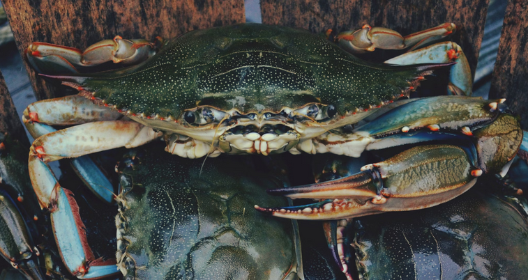 Where Are The Best Crabbing Spots in Delaware?