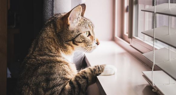 Cat Window