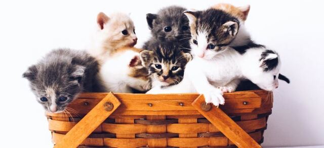 Why Does Your Cat Make Biscuits?