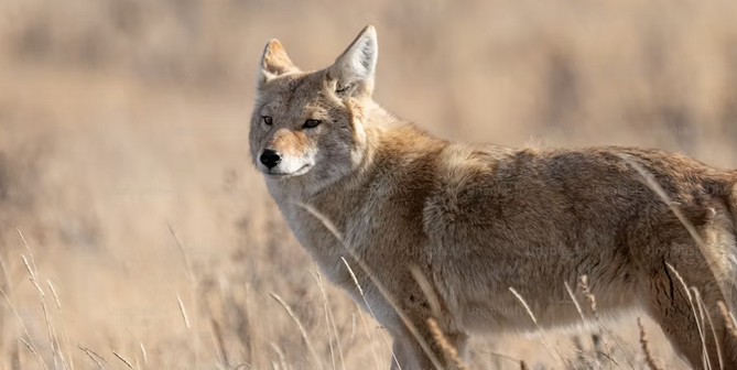 New Hampshire State Warning: "Brazen" Predators 