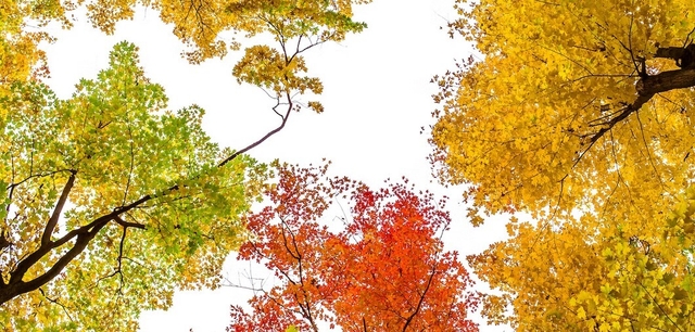Best Spots to See Pennsylvania's Fall Foliage