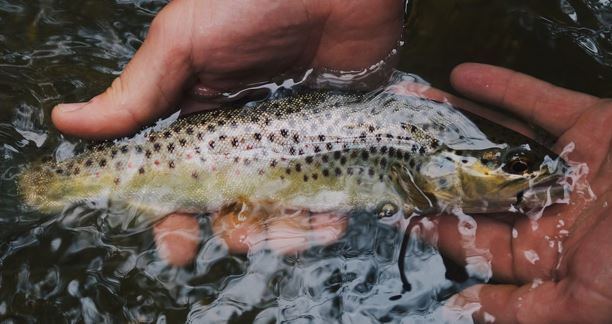 PA Trout
