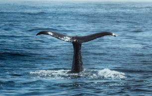 Whale Tale