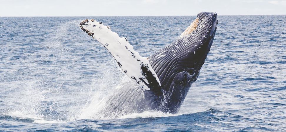 5 Best Whale Watching Spots in The State of New Jersey