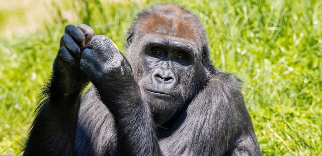 Philadelphia Zoo Welcomes Patty the Gorilla