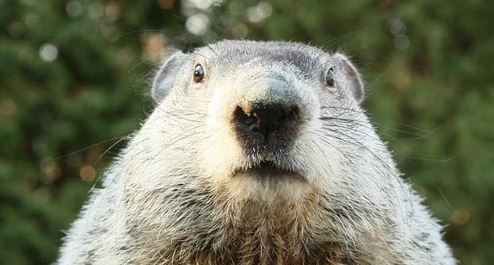 The Heart and History of Groundhog Day in Pennsylvania