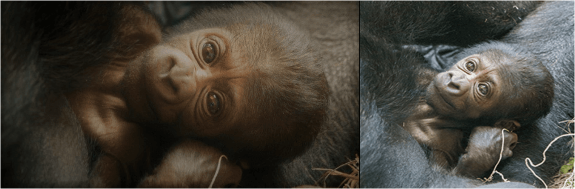 Philadelphia Zoo Welcomes Baby Kira