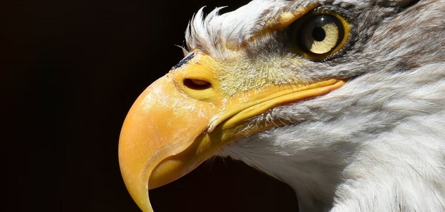 Bald Eagle Nest in Hanover Livestream