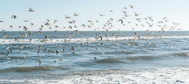 The Best Birding Destination in Cape May, NJ