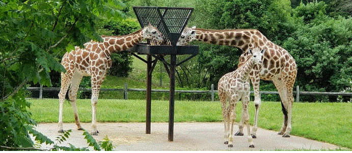 Things to See and Do in Cape May, New Jersey