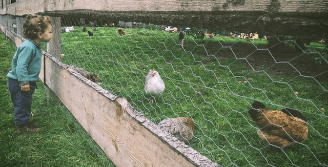 International Respect for Chickens Day, May 4th 