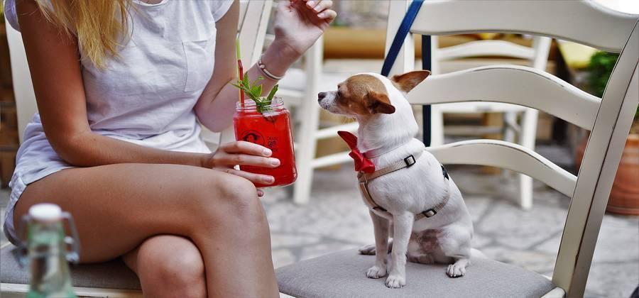 Pet Friendly Places in Philadelphia