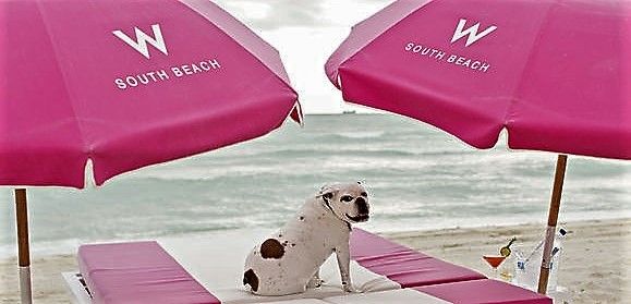 Miami Beach Pet-Friendly Hotels and Perks 