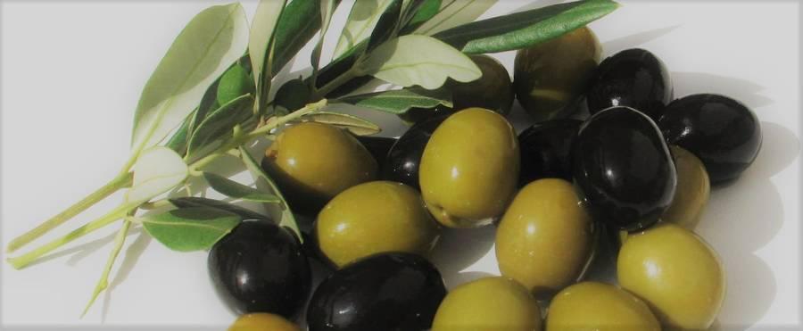 The Olive tree is considered an evergreen tree. These trees can live to be over 2,000 years old. They grow 20-40 feet high and begin to bear fruit between 4 and 8 years old. The tree blooms with small whitish flowers and have a wonderful fragrant.