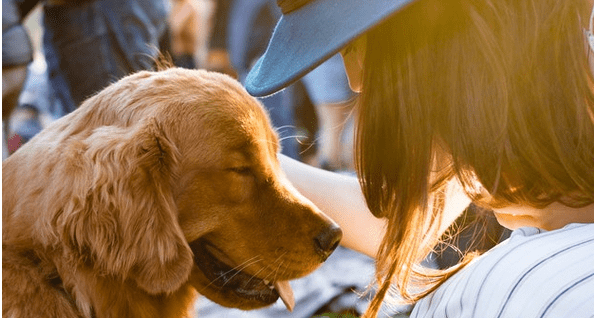 How to Keep Your Pets Safe on the Fourth of July