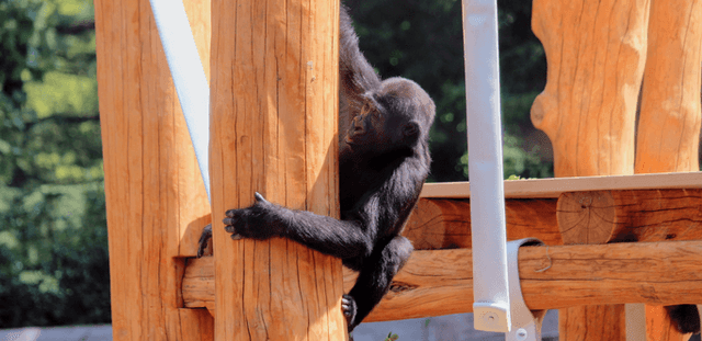 The Philadelphia Zoo’s new Gorilla Treehouse
