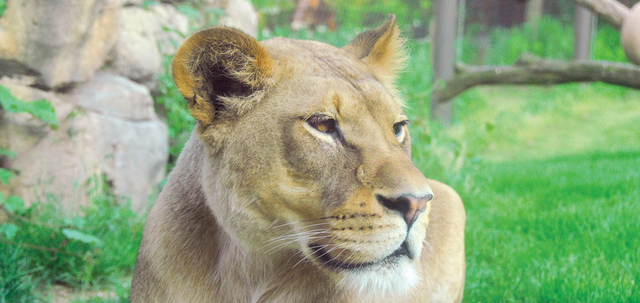 Visiting the Philadelphia Zoo with Kids