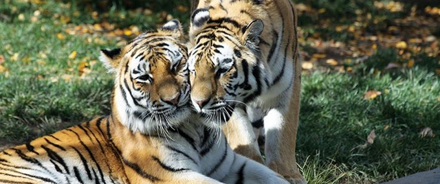 Philadelphia Zoo is reopening to members July 6th & the general public on July 9th. Timed tickets go on sale this week