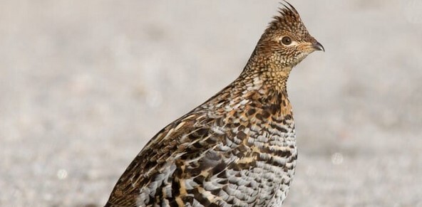 Whats The Official State Bird of Pennsylvania