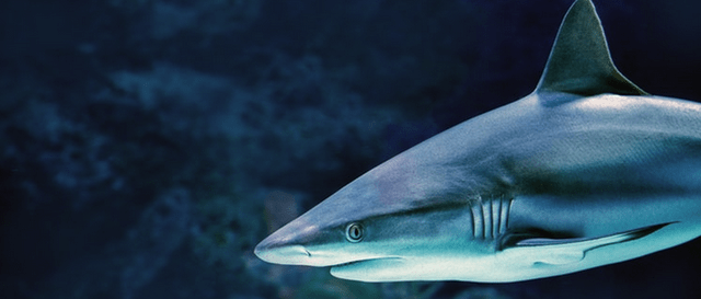 Celebrate Shark Week with Bonefish Grill and Great White Cosmos