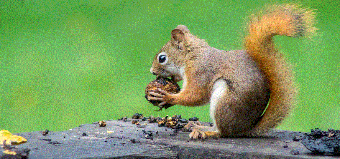 4 Common Philly Squirrel Attic Problems And How To Prevent It