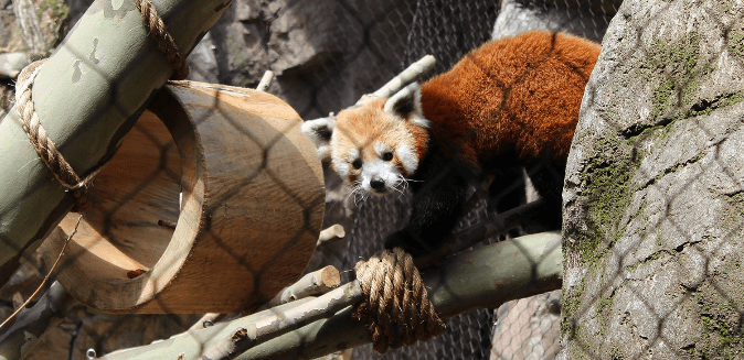 Philadelphia Zoo's Water is Life: Red Panda Pass and Otter Falls