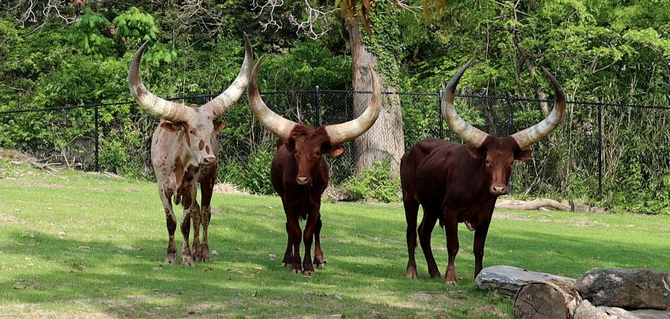 Giant Majestic Ankole Cattle