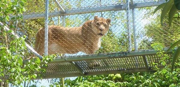 Zenda, Philadelphia Zoo's 25-year-old Female African Lion, Dies