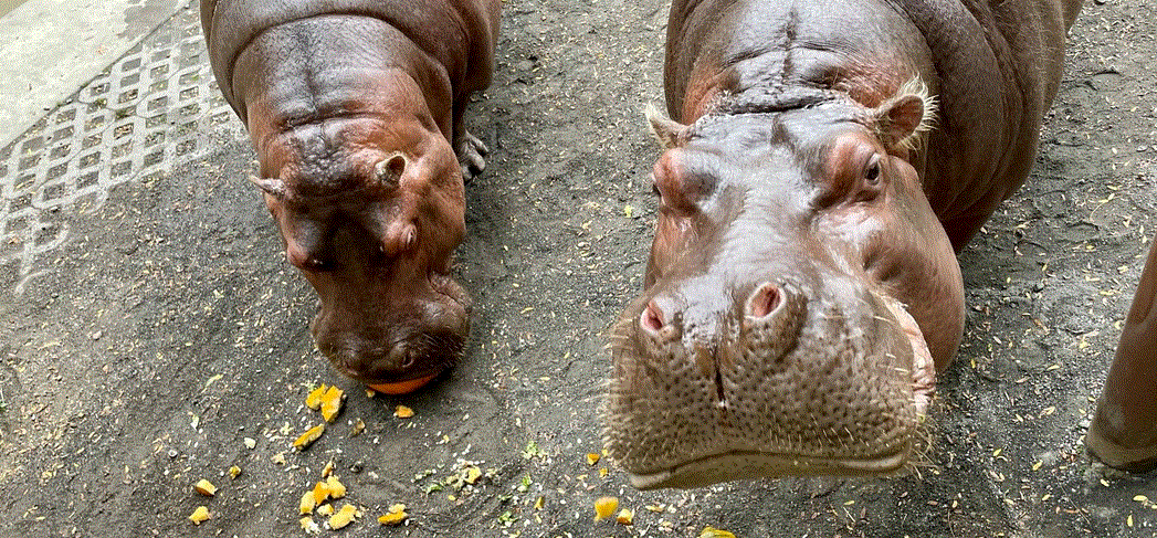 A Hippo Video at the Philadelphia Zoo Goes Viral on Instagram