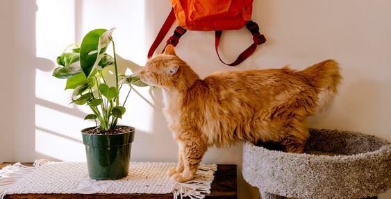 Essential Guide to a Secure, Pet-Friendly Home 