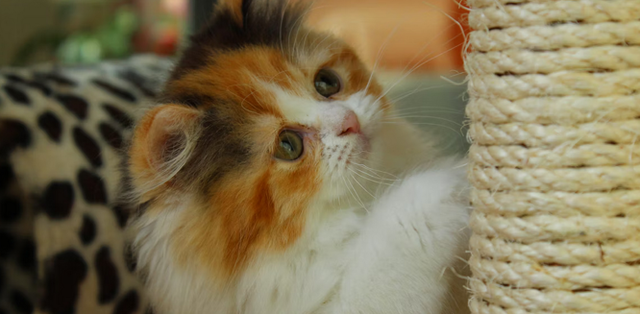 How to Train Your Cat to Use a Scratcher