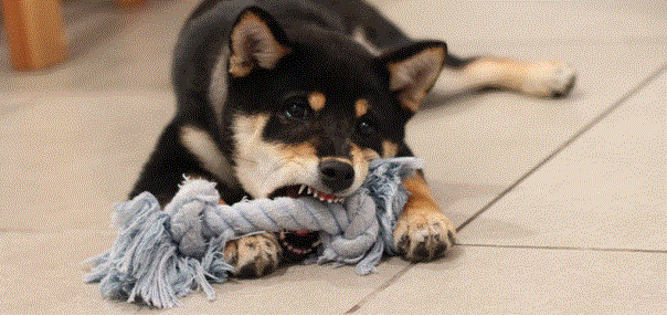 Dog Bite Wound Care Tips