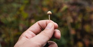 5 Tips for Having a Perfect Mushroom Trip While in Philadelphia