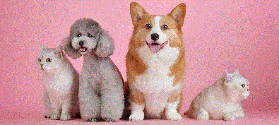 Maintaining Urinary Health - Are Pet UTIs More Common Nowadays?