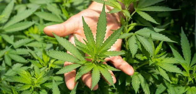 Understanding the Distinct Effects of Delta 8 and Delta 9