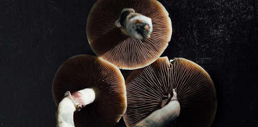 How Long Do Shrooms Stay in Your System?