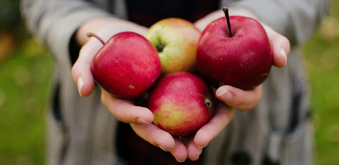 Apple Picking Philly
