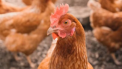 Chicken Tenderloin Vs. Breast - What's The Best Cut?