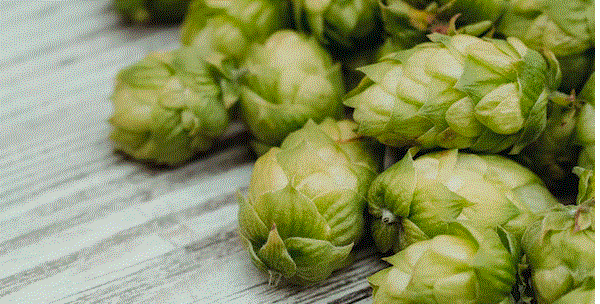 City Cuts Down Philadelphia Brewings Hop Crop 