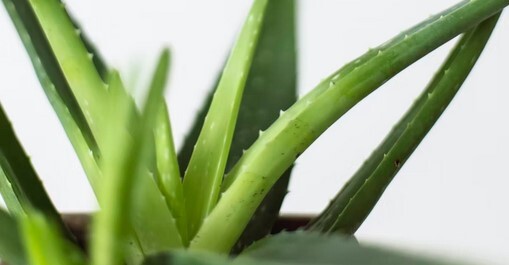 Benefits Of Using Aloe Vera For Skin Care & More