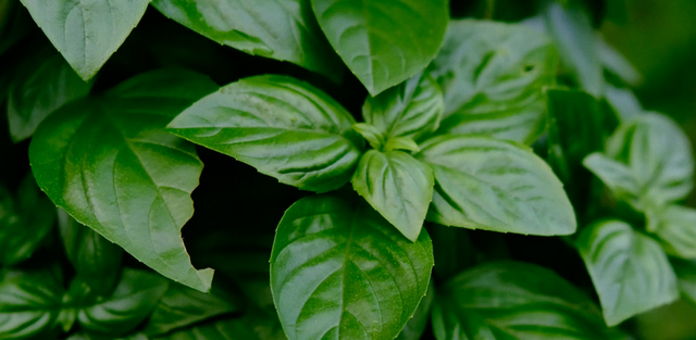 What to Do With All My Garden Basil