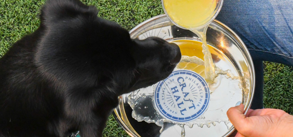 Philly's Only Dog Park & Beer Garden at Craft Hall