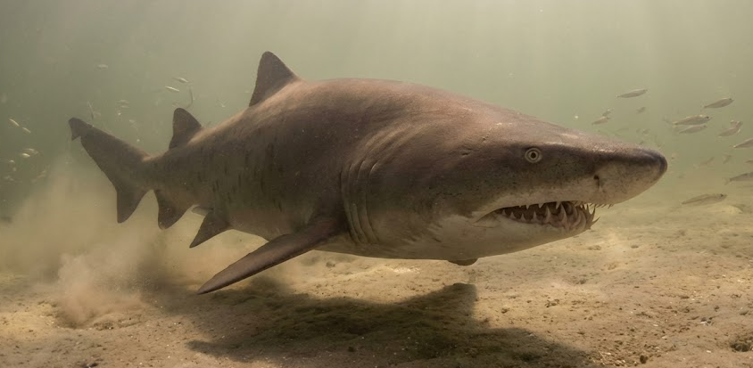 Why Delaware Bay Is a Safe Haven for Sand Tiger Sharks