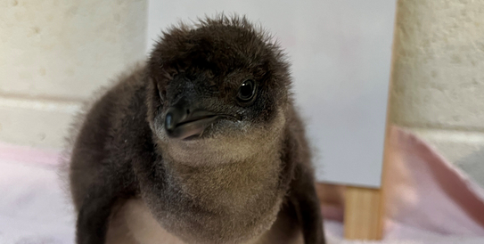 Adventure Aquarium’s Newest Penguin Chick is Named!
