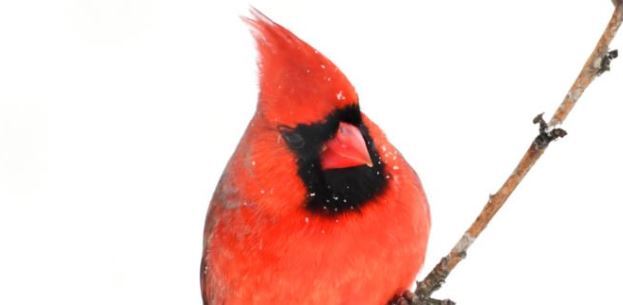 What is The State Bird of Ohio?