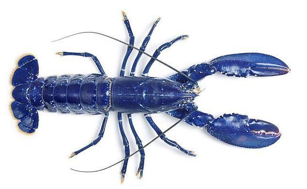 Blue Lobsters Blue Lobsters Are Real & RareAre Real & Rare